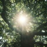 絶対販売されないであろうシルバニアファミリーを考えてみた。